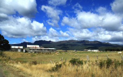 ニコルソン家 農場