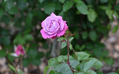 バラ, 切り花