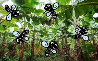 バナナ畑, やぶ蚊, 雑草